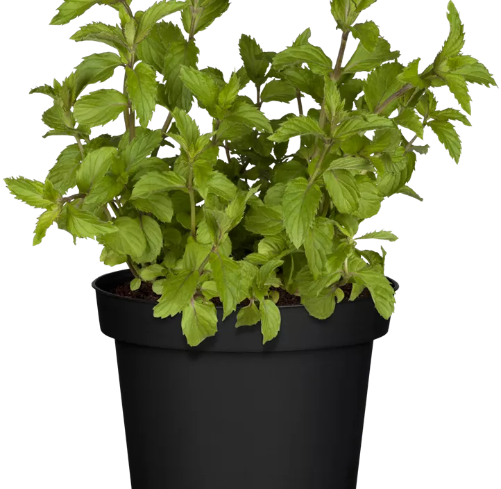 Schweizerische Garten-Minze Schweizerische Garten-Minze