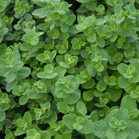Mentha suaveolens