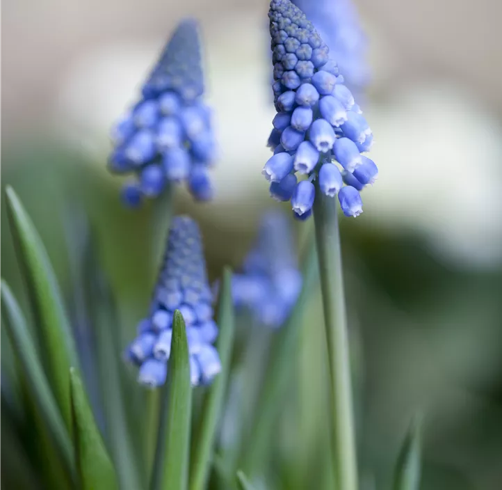 Traubenhyazinte 'Blue Smile'