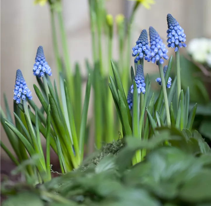 Traubenhyazinte 'Blue Smile'