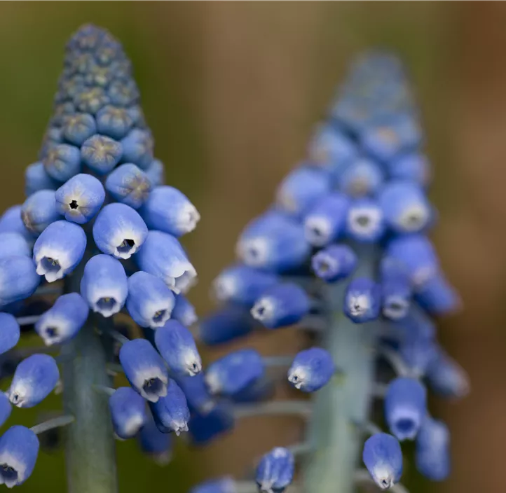 Traubenhyazinte 'Blue Smile'