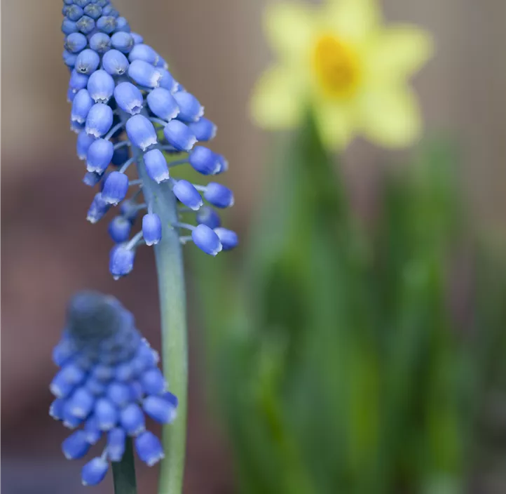 Traubenhyazinte 'Blue Smile'