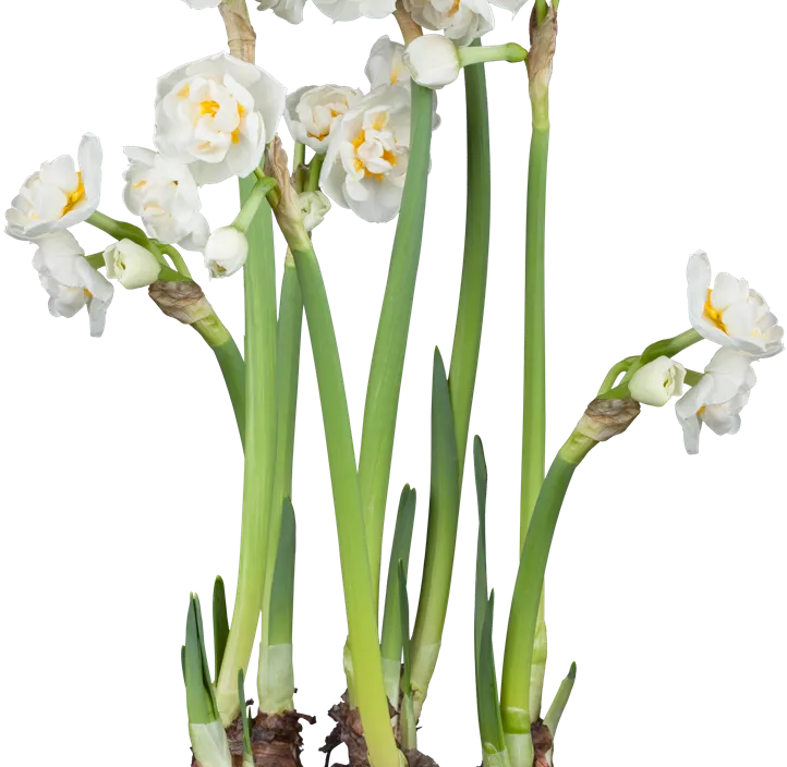 Narzisse 'Bridal Crown' Narzisse 'Bridal Crown'