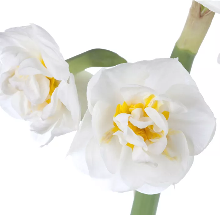 Narzisse 'Bridal Crown' Narzisse 'Bridal Crown'