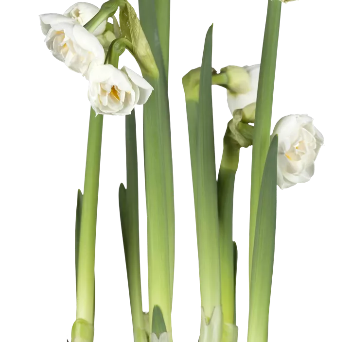 Narzisse 'Bridal Crown' Narzisse 'Bridal Crown'