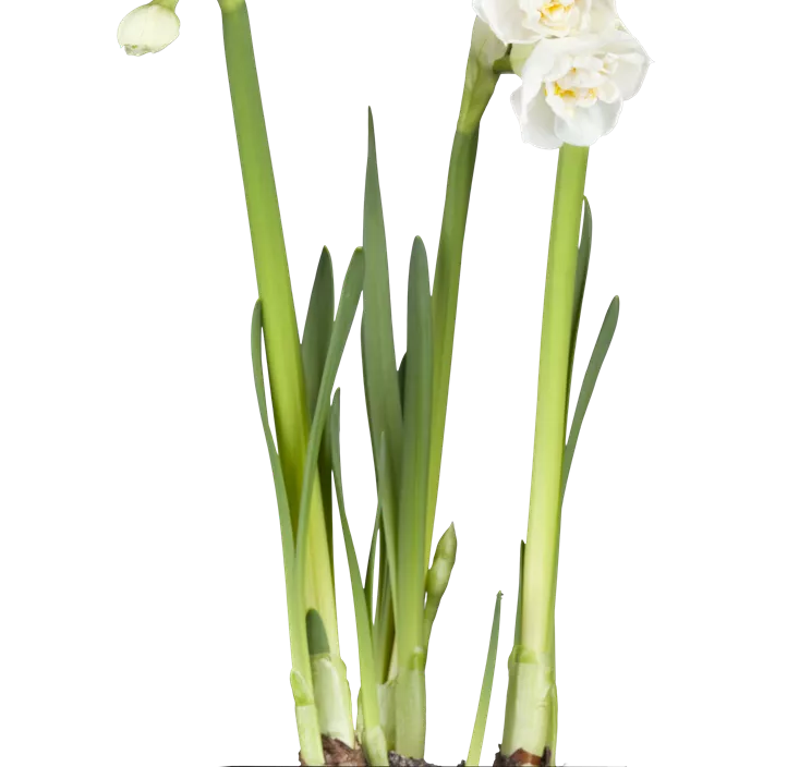 Narzisse 'Bridal Crown' Narzisse 'Bridal Crown'