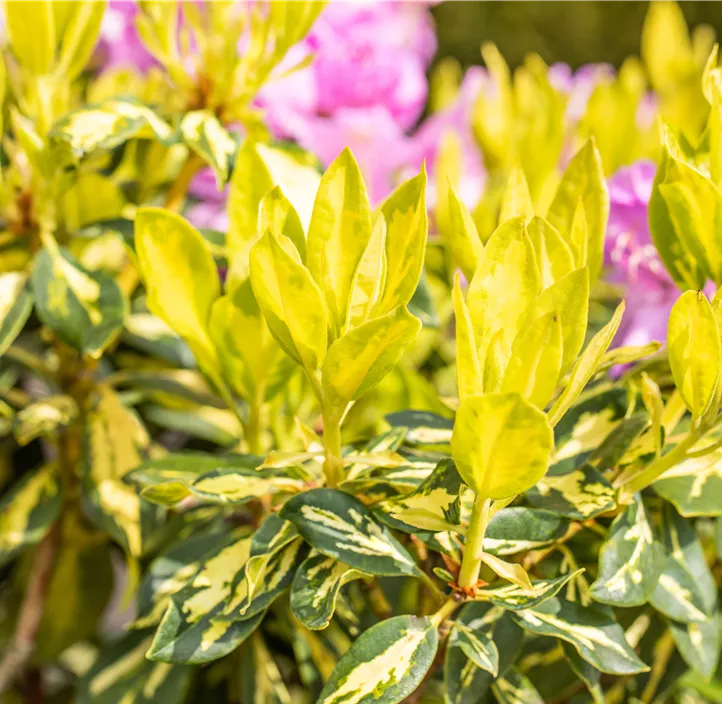 Rhododendron-Hybride 'Goldflimmer' Rhododendron-Hybride 'Goldflimmer'