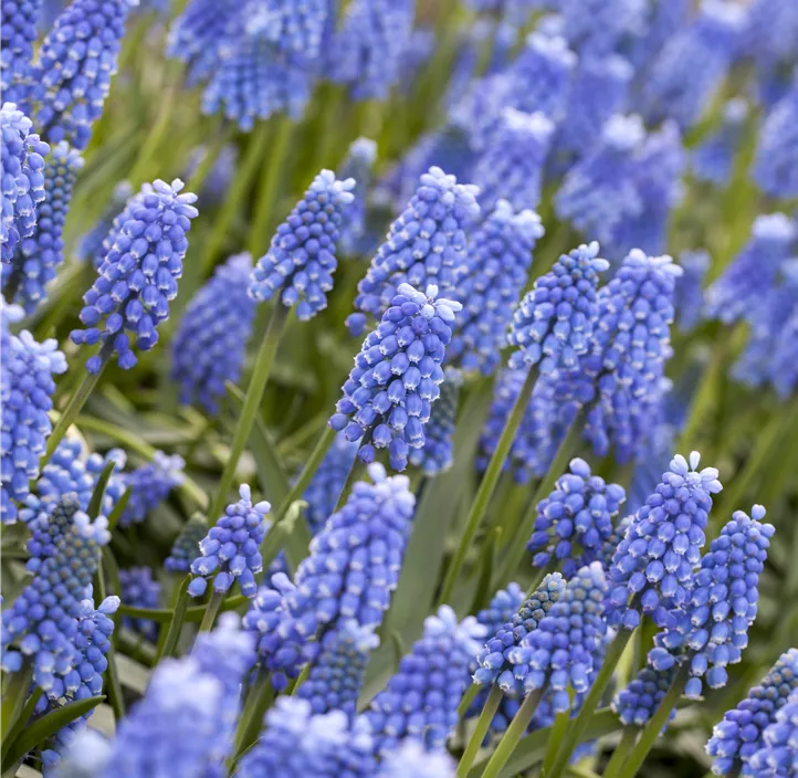 Traubenhyazinthe 'Blue Magic'