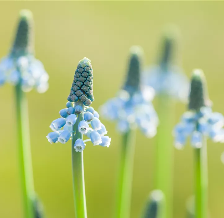 Traubenhyazinthe 'Blue Magic'