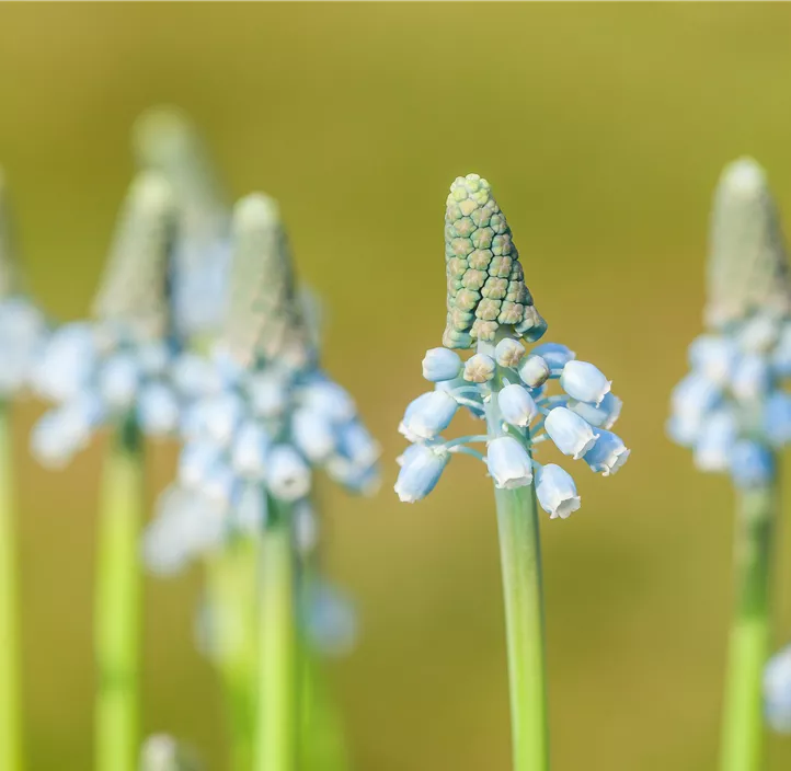 Traubenhyazinthe 'Blue Magic'