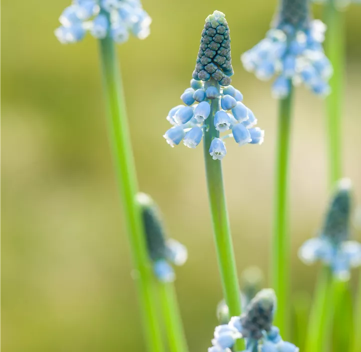 Traubenhyazinthe 'Blue Magic'