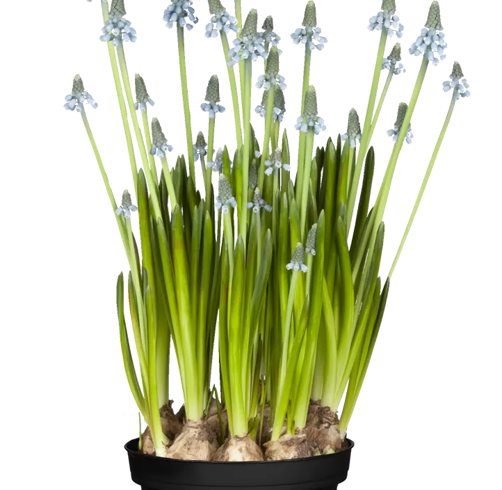 Traubenhyazinthe 'Blue Magic'