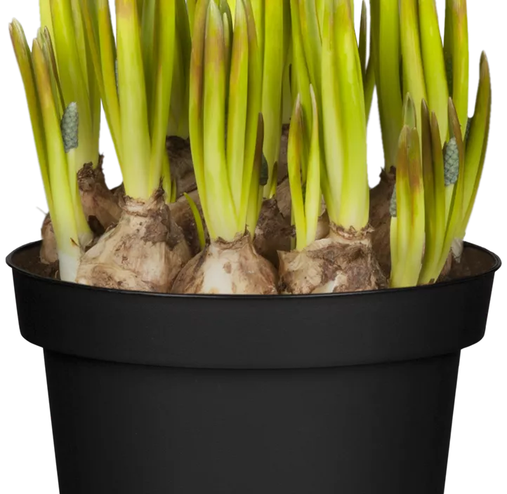 Traubenhyazinthe 'Blue Magic'