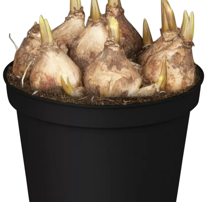 Traubenhyazinthe 'Blue Magic'