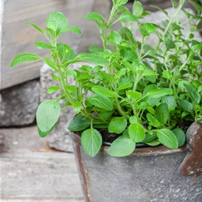 Origanum vulgare scharfer