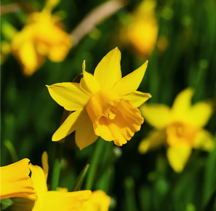 Alpenveilchenartige Garten-Narzisse 'Tête à Tête' Alpenveilchenartige Garten-Narzisse 'Tête à Tête'