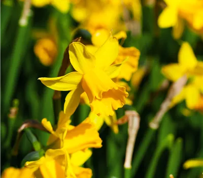 Narcissus pseudonarcissus 'Tête à tête'