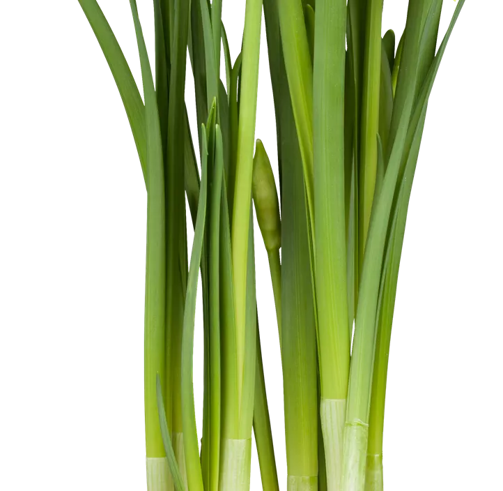 Alpenveilchenartige Garten-Narzisse 'Tête à Tête' Alpenveilchenartige Garten-Narzisse 'Tête à Tête'