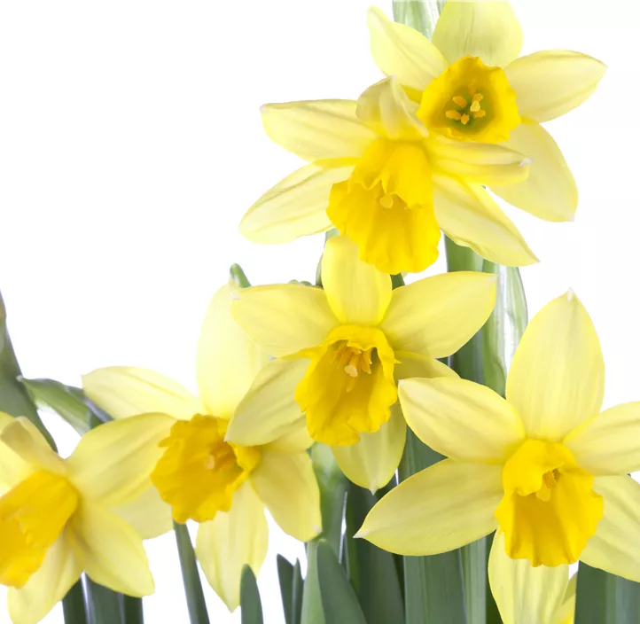 Alpenveilchenartige Garten-Narzisse 'Tête à Tête' Alpenveilchenartige Garten-Narzisse 'Tête à Tête'