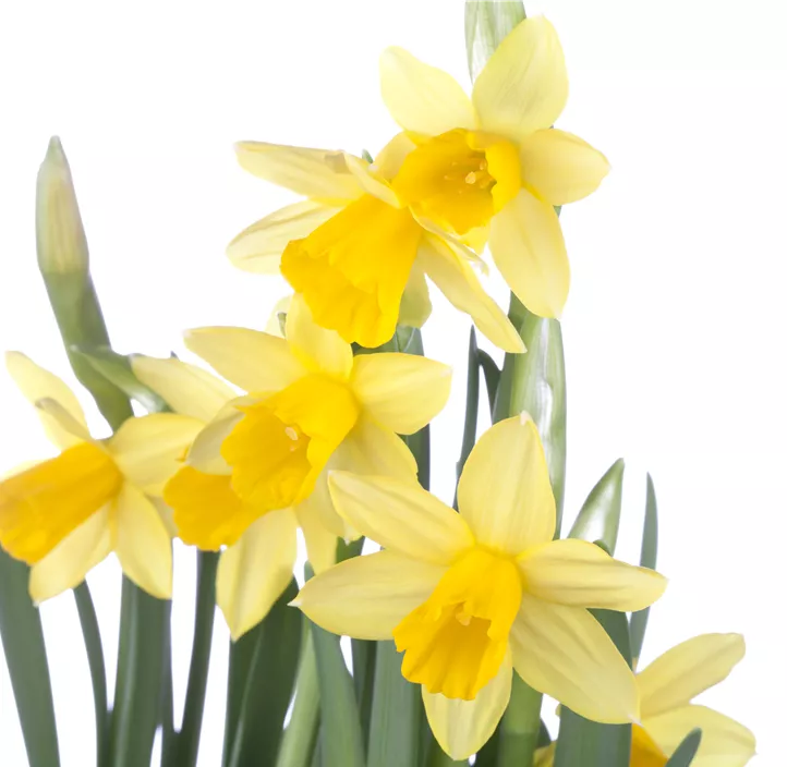 Alpenveilchenartige Garten-Narzisse 'Tête à Tête' Alpenveilchenartige Garten-Narzisse 'Tête à Tête'