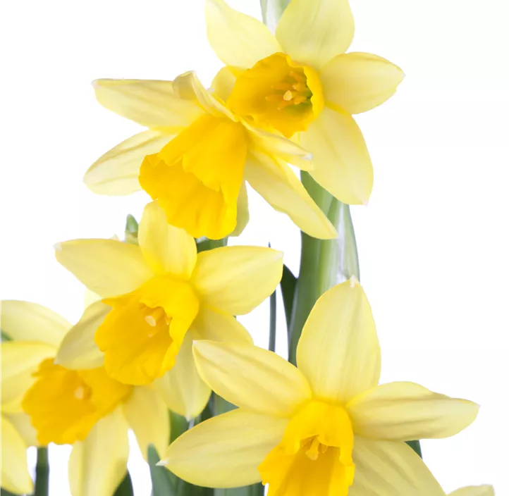 Alpenveilchenartige Garten-Narzisse 'Tête à Tête' Alpenveilchenartige Garten-Narzisse 'Tête à Tête'