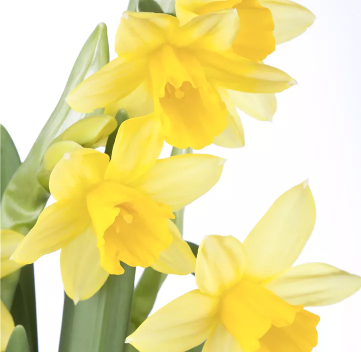 Alpenveilchenartige Garten-Narzisse 'Tête à Tête' Alpenveilchenartige Garten-Narzisse 'Tête à Tête'