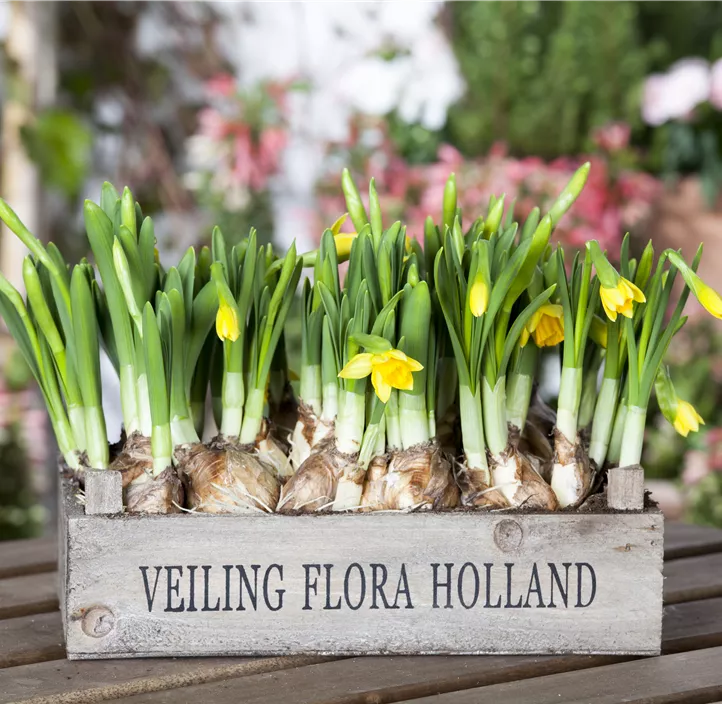 Alpenveilchenartige Garten-Narzisse 'Tête à Tête' Alpenveilchenartige Garten-Narzisse 'Tête à Tête'