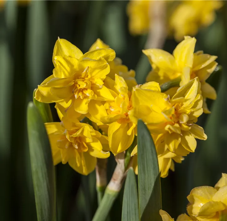Alpenveilchenartige Garten-Narzisse Alpenveilchenartige Garten-Narzisse