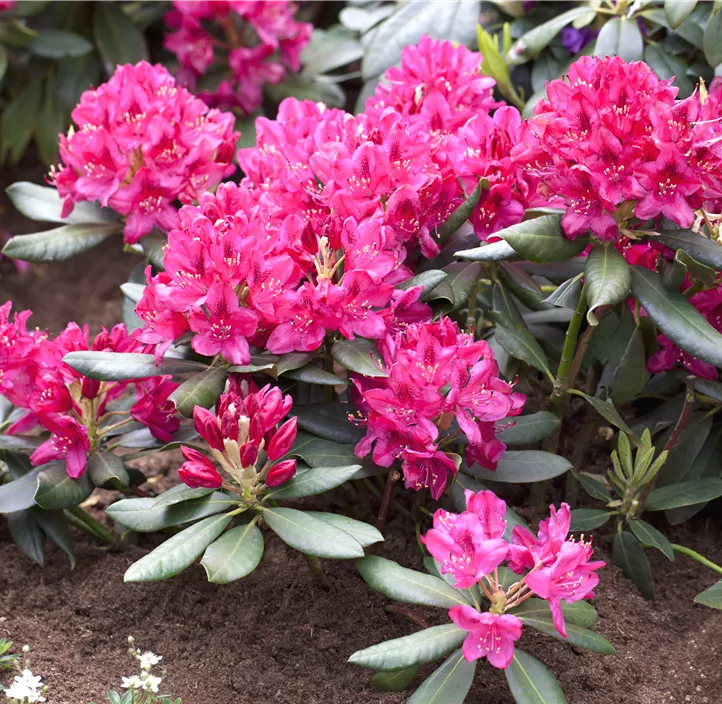 Rhododendron 'Nova Zembla' Rhododendron 'Nova Zembla'