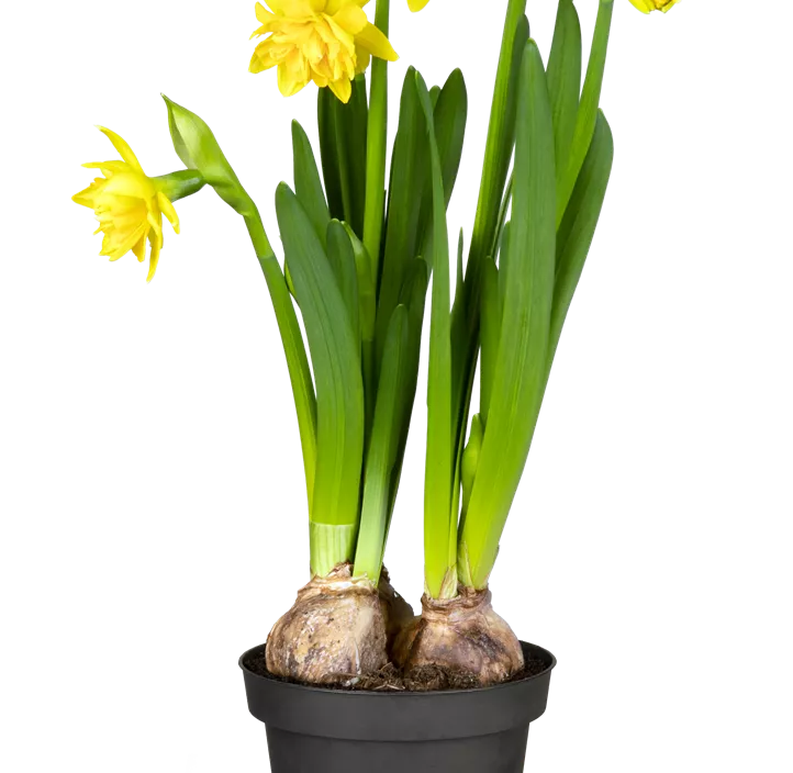 Alpenveilchenartige Garten-Narzisse Alpenveilchenartige Garten-Narzisse