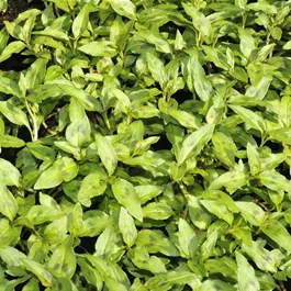Persicaria odorata