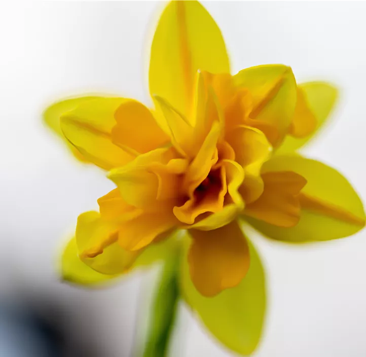 Alpenveilchenartige Garten-Narzisse Alpenveilchenartige Garten-Narzisse