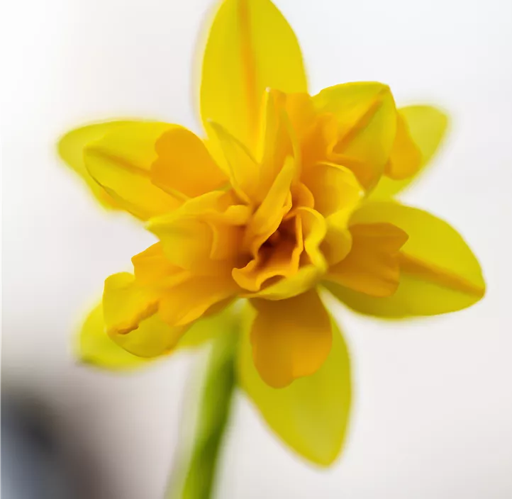 Alpenveilchenartige Garten-Narzisse Alpenveilchenartige Garten-Narzisse