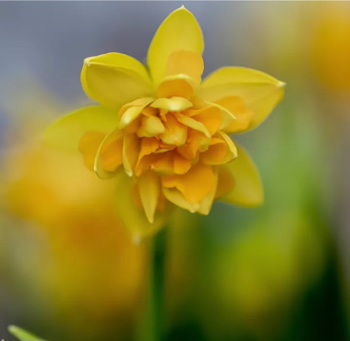 Alpenveilchenartige Garten-Narzisse Alpenveilchenartige Garten-Narzisse