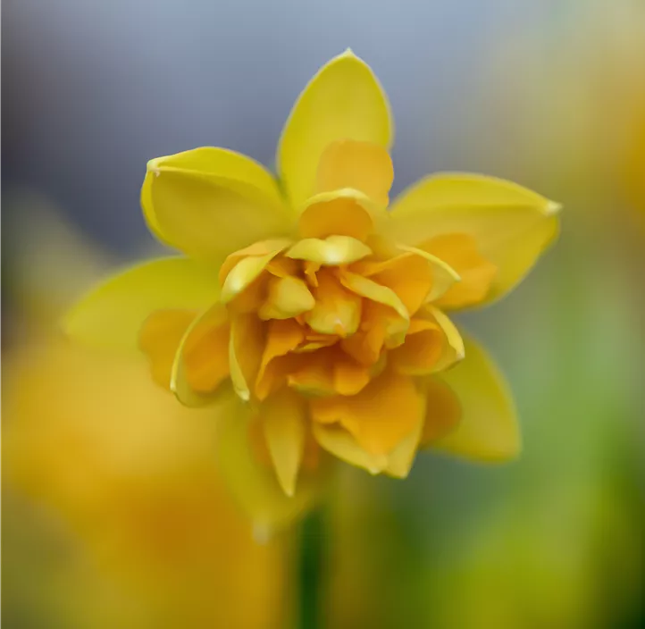 Alpenveilchenartige Garten-Narzisse Alpenveilchenartige Garten-Narzisse