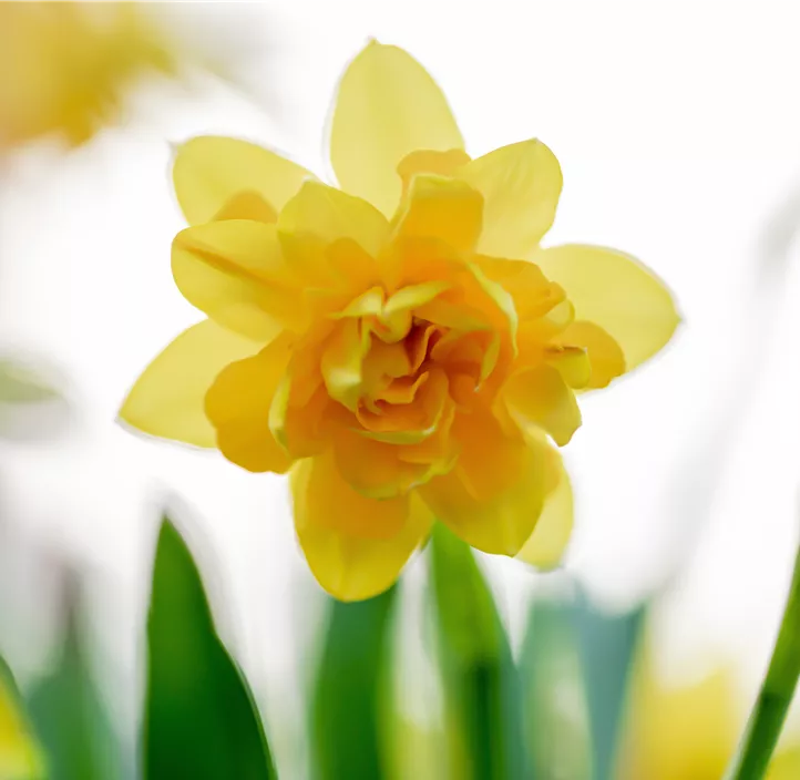 Alpenveilchenartige Garten-Narzisse Alpenveilchenartige Garten-Narzisse