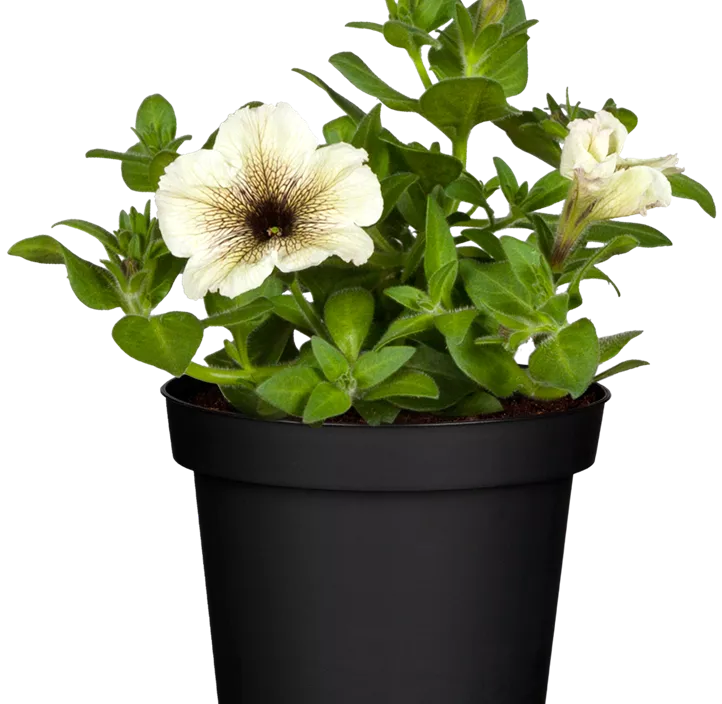 Großblumige Petunie