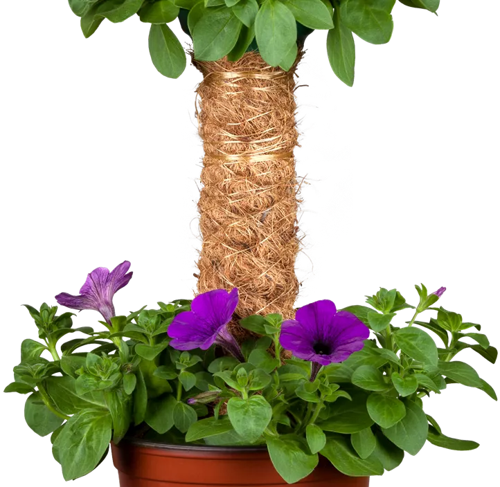 Großblumige Petunie