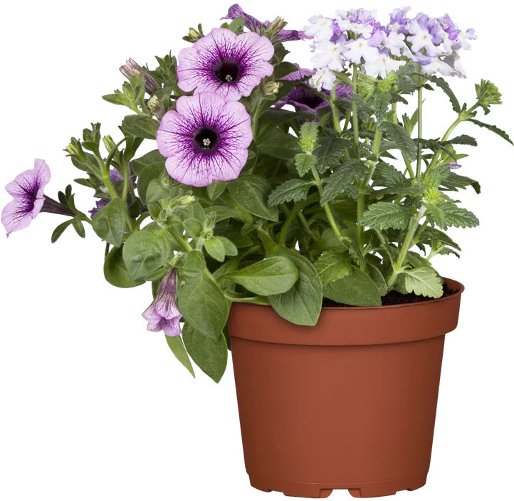 Großblumige Petunie