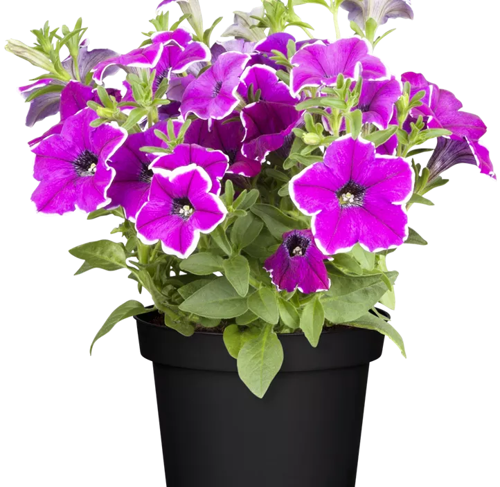 Großblumige Petunie