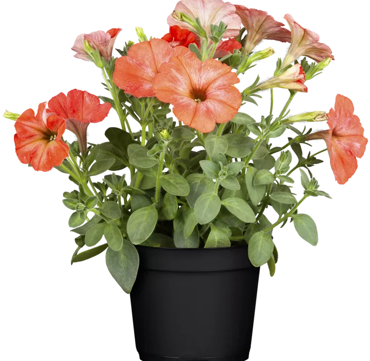 Großblumige Petunie