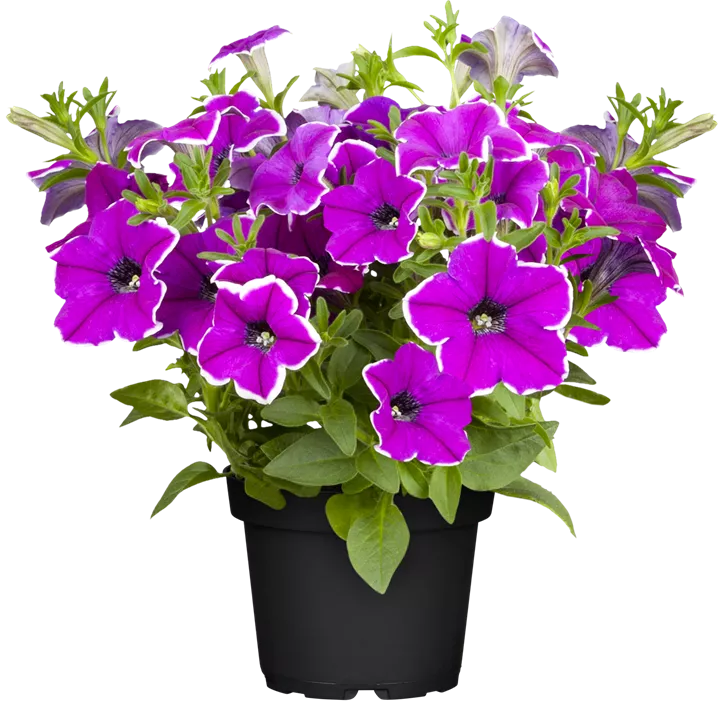 Großblumige Petunie