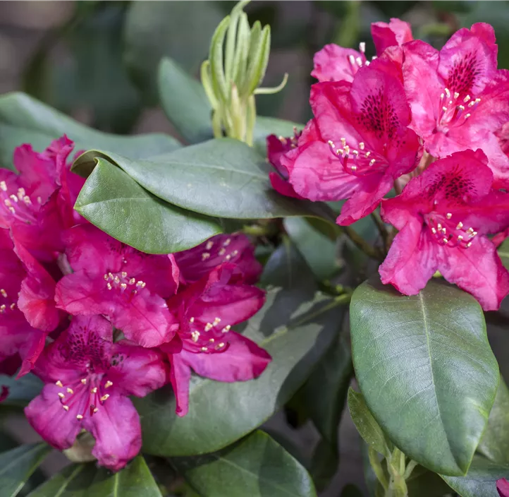 Rhododendron 'Nova Zembla' Rhododendron 'Nova Zembla'
