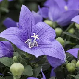 Platycodon grandiflorus in Farben