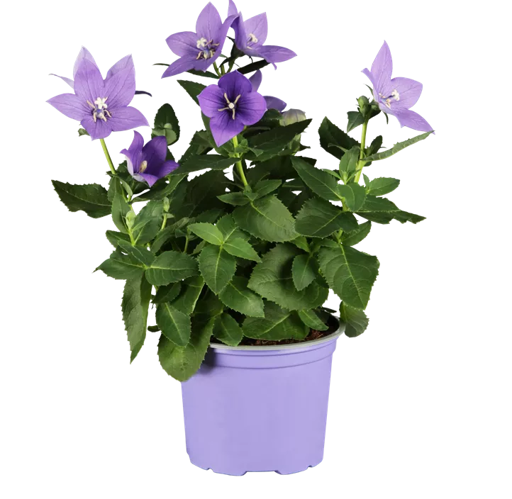 Großblütige Ballonblume