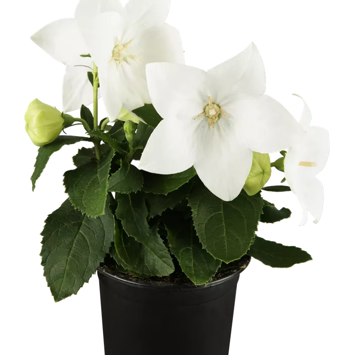 Großblütige Ballonblume