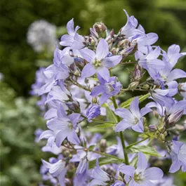 Platycodon grandiflorus Platycodon grandiflorus