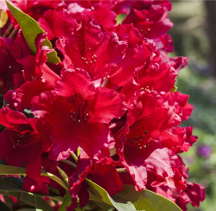 Rhododendron 'Nova Zembla' Rhododendron 'Nova Zembla'