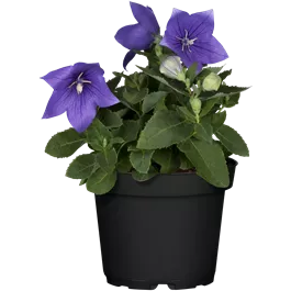 Platycodon grandiflorus in Farben