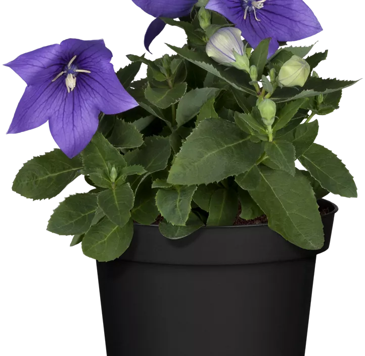 Großblütige Ballonblume